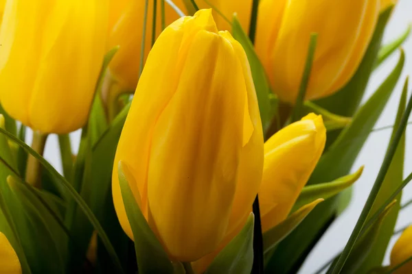 Tulipani gialli isolati su sfondo bianco — Foto Stock