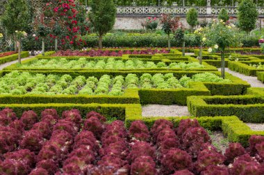 Villandry Şatosu 'ndaki mutfak bahçesi. Loire Vadisi, Fransa