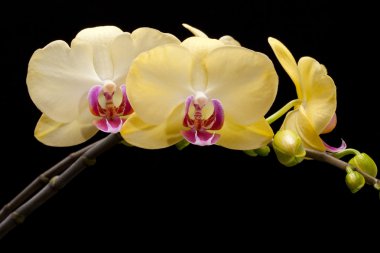 siyah arka plan üzerine izole sarı orkide