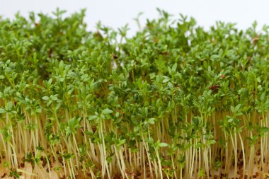 Beyaz arka plan üzerinde izole cress fidan