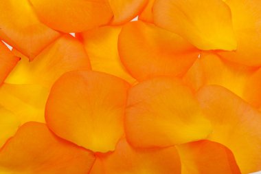 Beyaz arka plan üzerinde izole turuncu gül yaprakları