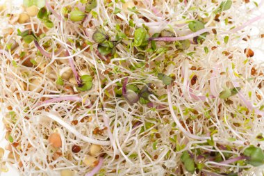 Sağlıklı beslenme. Beyaz arkaplanda taze filizler izole edildi