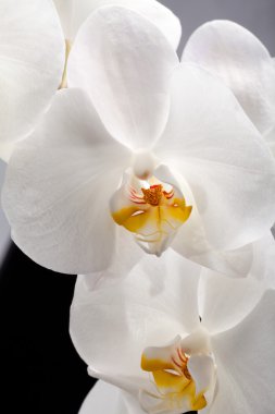 izole siyah üzerine beyaz orkide