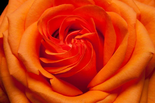 Imagem de close-up de laranja única rosa — Fotografia de Stock