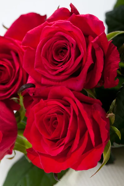 Red rose close-up — Stock Photo, Image