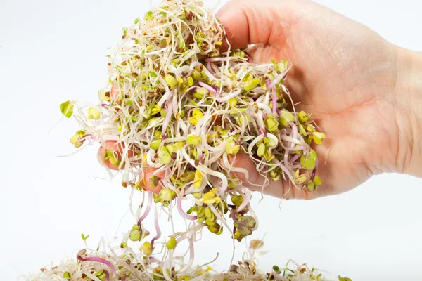 Brotes frescos de alfalfa aislados sobre fondo blanco — Foto de Stock