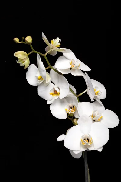 Orchidée blanche isolée sur noir — Photo