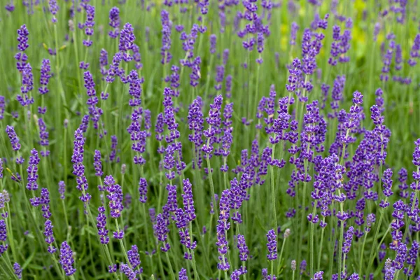 Jardins com a lavanda florescente em castelos no vale do Loire — Fotografia de Stock