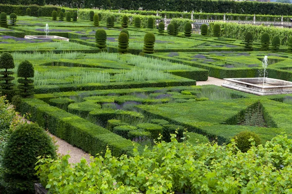 Trädgårdar med blomstrande lavendel på slott i loire-dalen — Stockfoto