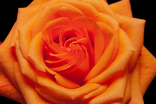 Nahaufnahme Bild einer einzelnen orangen Rose — Stockfoto