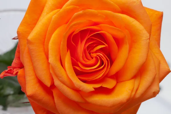 Imagem de close-up de laranja única rosa — Fotografia de Stock