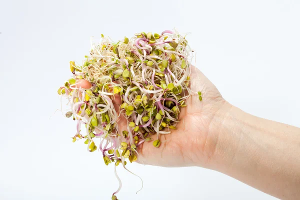 Brotes frescos de alfalfa aislados sobre fondo blanco — Foto de Stock