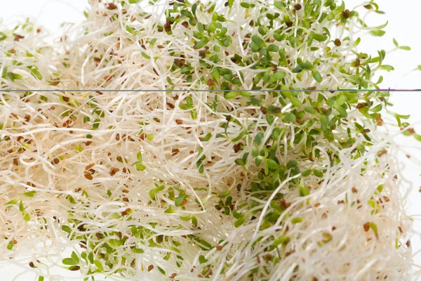 The healthy diet. Fresh sprouts isolated on white background — Stock Photo, Image