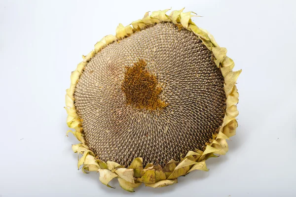 Słonecznik z nasion na białym tle — Zdjęcie stockowe