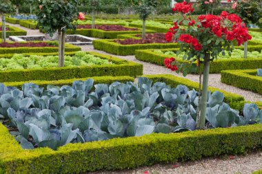 Villandry Şatosu 'ndaki mutfak bahçesi. Loire Vadisi, Fransa