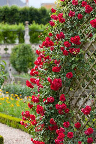 Gardens and Chateau de Villandry in Loire Valley in France