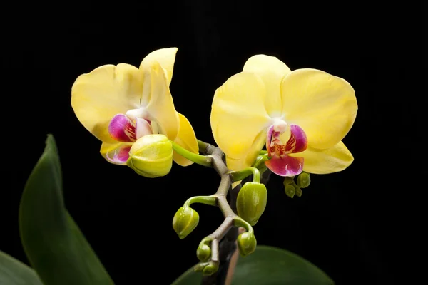 Yellow orchid isolated on black background — Stock Photo, Image