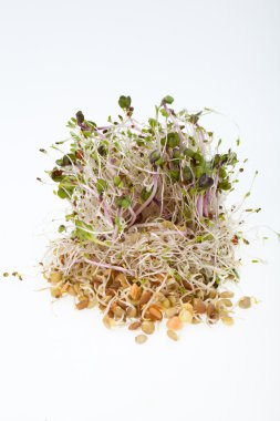 Sağlıklı beslenme. Beyaz arkaplanda taze filizler izole edildi