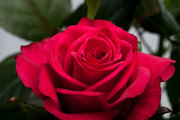 Rote Rose aus nächster Nähe — Stockfoto