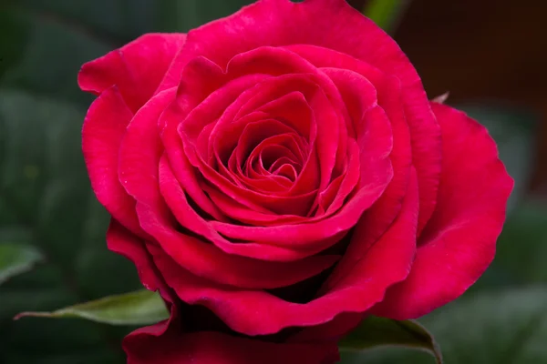 Red rose close-up — Stock Photo, Image