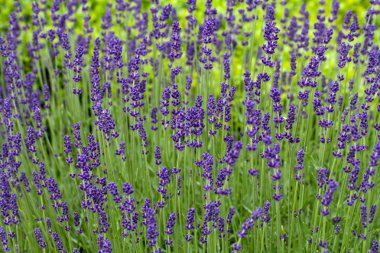 bayındır ile bahçeye lavanta loire valley kale