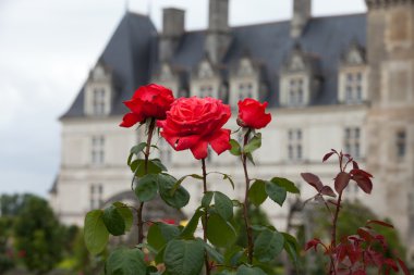 сади і chateau de Вілландрі в Долина Луари у Франції