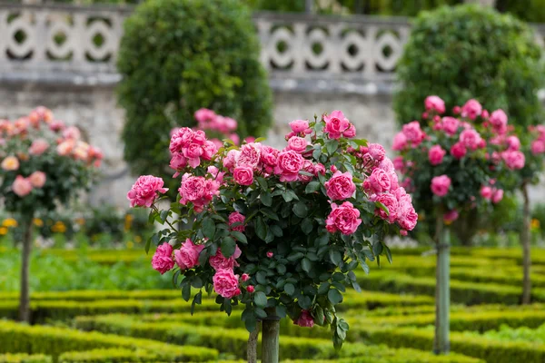 Jardines y Chateau de Villandry en el Valle del Loira en Francia — Foto de Stock