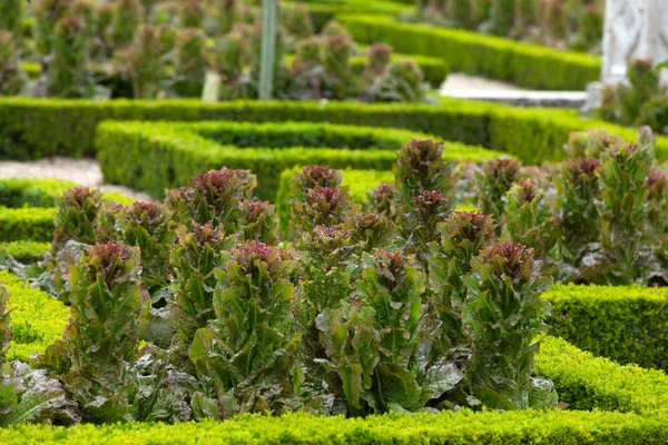 Küche Garten in Chateau de Villandry. Loire-Tal, Frankreich — Stockfoto