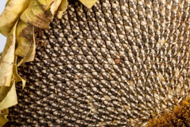 büyük ayçiçeği çekirdeği ile kulak