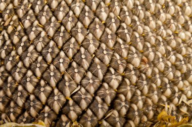 büyük ayçiçeği çekirdeği ile kulak