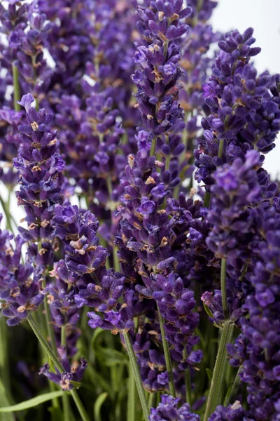 Lavendel isoliert auf weißem Hintergrund — Stockfoto