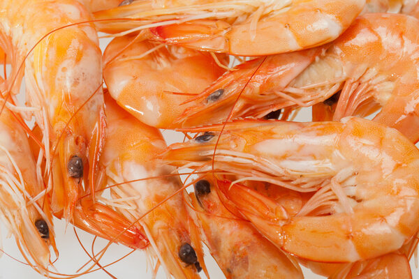 Fresh shrimp isolated on a white background