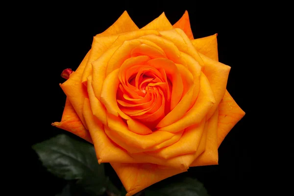 Закрыть изображение одной апельсиновой розы — стоковое фото