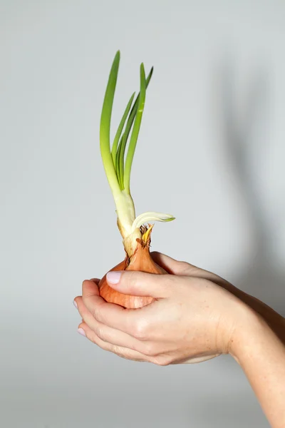 Hand holding onions — Stock Photo, Image