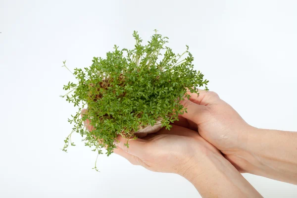 Fresh alfalfa sprouts isolated on white background — Stock Photo, Image