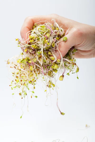 Färska alfalfa groddar isolerade på vit bakgrund — Stockfoto