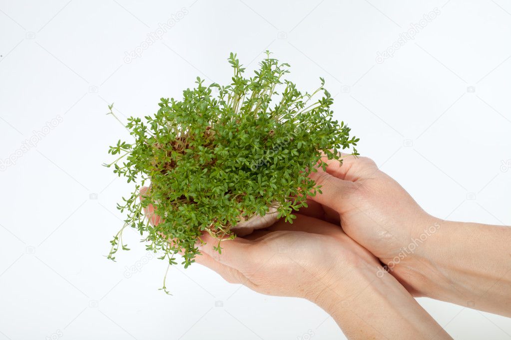 Fresh alfalfa sprouts isolated on white background