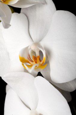 izole siyah üzerine beyaz orkide