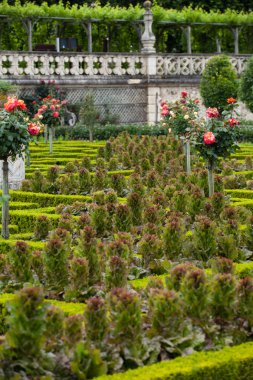 Villandry Şatosu 'ndaki mutfak bahçesi. Loire Vadisi, Fransa