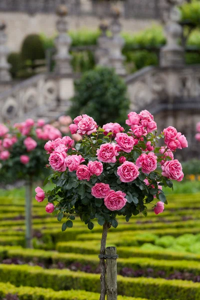 Gardens and Chateau de Villandry in Loire Valley in France — Stock Photo, Image