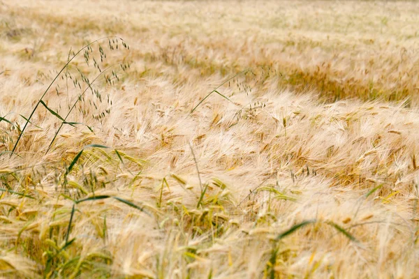 O campo dos cereais maduros — Fotografia de Stock