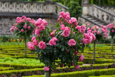 Villandry Şatosu 'ndaki mutfak bahçesi. Loire Vadisi, Fransa