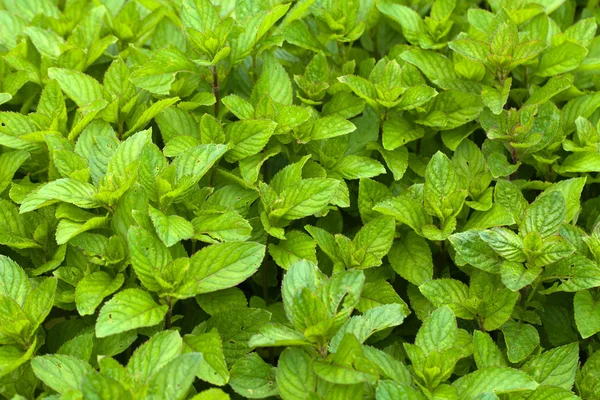 Mint segar di taman — Stok Foto