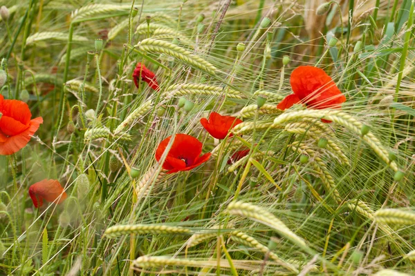 Amapolas rojas en el campo de maíz — Foto de Stock