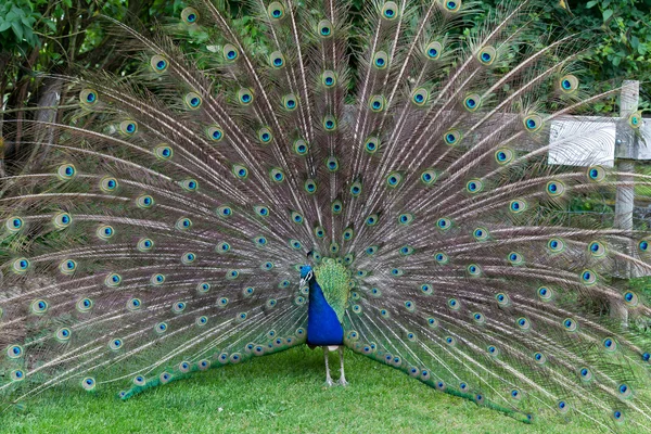 Gros plan de paon montrant ses belles plumes — Photo