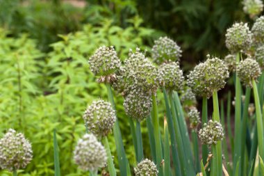 soğan sebze bahçesinde çiçekler