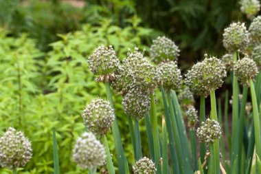 soğan sebze bahçesinde çiçekler