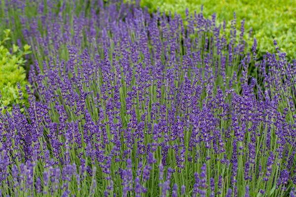 Ogrody z kwitnie lawenda w zamki w dolinie Loary — Zdjęcie stockowe