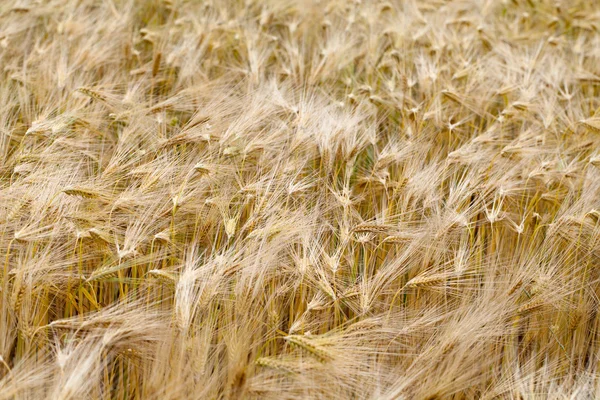 O campo dos cereais maduros — Fotografia de Stock