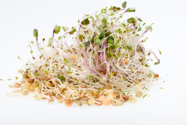 Sağlıklı beslenme. Beyaz arkaplanda taze filizler izole edildi